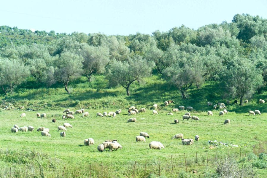 ΟΠΕΚΕΠΕ: «Μια οργανωμένη φάμπρικα που δούλευε ασταμάτητα»
