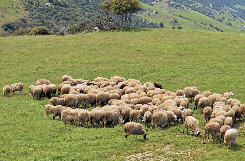 Έρχεται… απογραφή και χαρτογράφηση για τα βοσκοτόπια