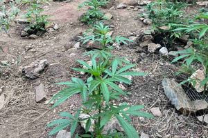 Εντοπίστηκε φυτεία δενδρυλλίων κάνναβης στο Ρέθυμνο