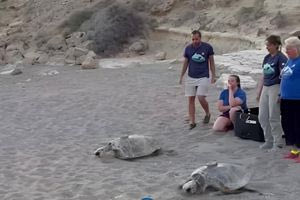 Κομμός: Τοποθέτησαν δορυφορικούς πομπούς σε χελώνες