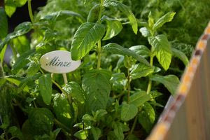 3 λιγότερο γνωστά βότανα – Σε ποιες περιπτώσεις είναι ευεργετικά