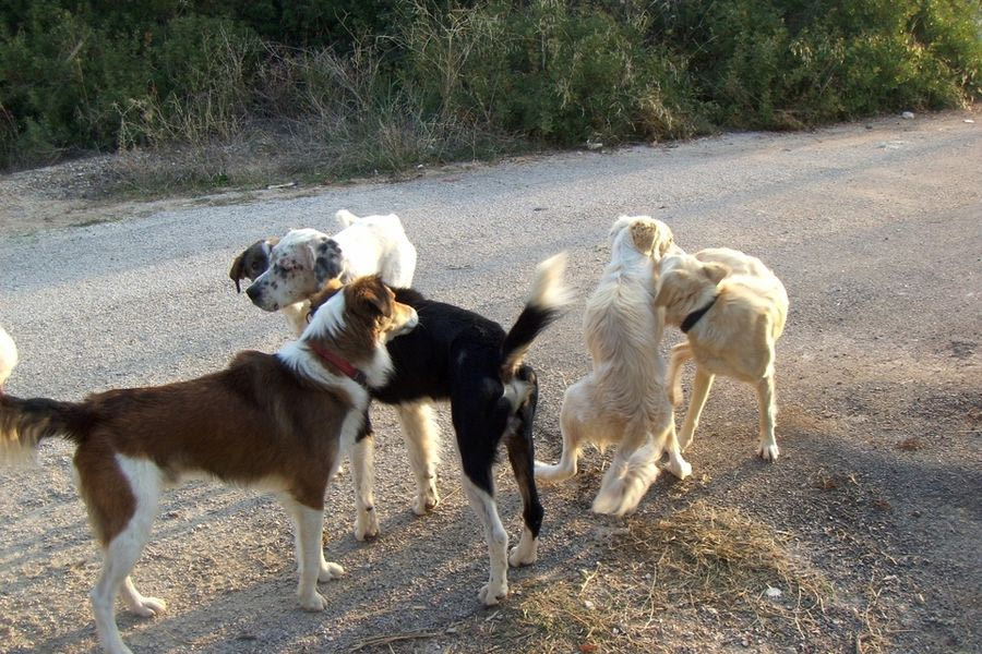 Η 62χρονη από τη Μεσαρά φροντίζει τα αδέσποτα ζώα