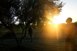 Reuters: Οι δασμοί Τραμπ αναγκάζουν τους Έλληνες ελαιπαραγωγούς να αναζητήσουν νέες αγορές