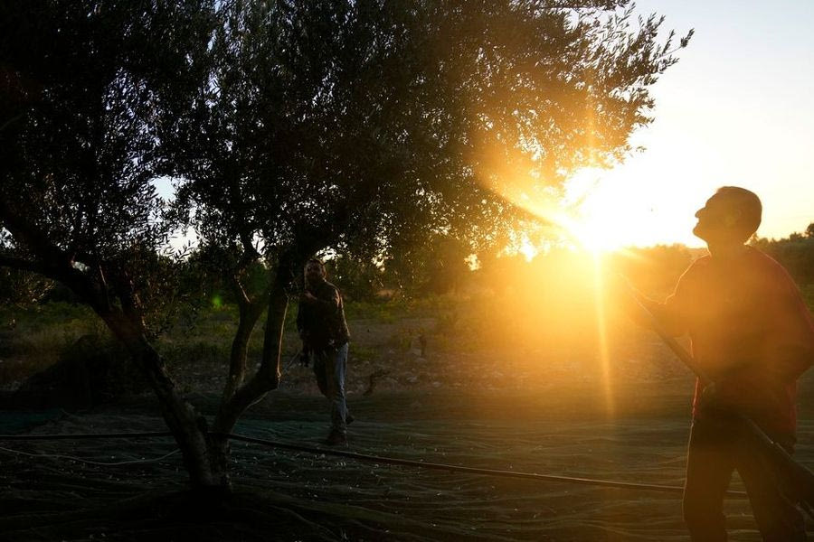 Reuters: Οι δασμοί Τραμπ αναγκάζουν τους Έλληνες ελαιπαραγωγούς να αναζητήσουν νέες αγορές