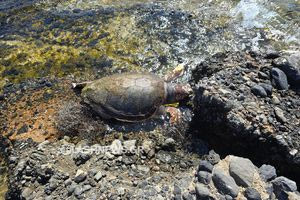Νεκρή χελώνα ξεβράστηκε σε παραλία στο Φραγκοκάστελο
