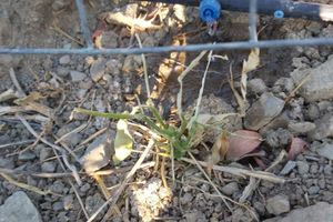 Επιδρομή ακρίδων σε κήπους της Κρήτης καταστρέφουν τα πάντα στο πέρασμα τους