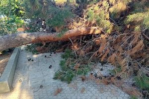 Δέντρο ξεριζώθηκε και έπεσε σε παιδική χαρά στο Ηράκλειο