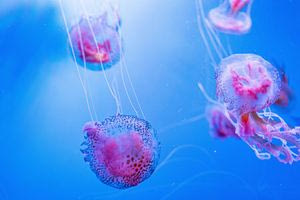 Μωβ μέδουσες: Σε αυτές τις παραλίες θα κολυμπήσετε άφοβα – Δείτε τον χάρτη