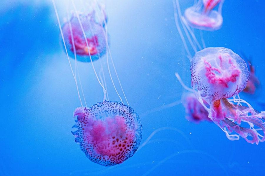 Μωβ μέδουσες: Σε αυτές τις παραλίες θα κολυμπήσετε άφοβα – Δείτε τον χάρτη