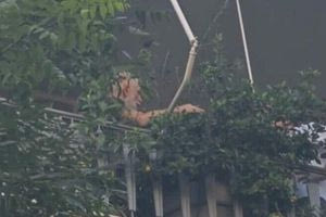 Πέτρος Φιλιππίδης: Ενοικιασμένο το σπίτι του ηθοποιού που κάηκε στην Πατησίων