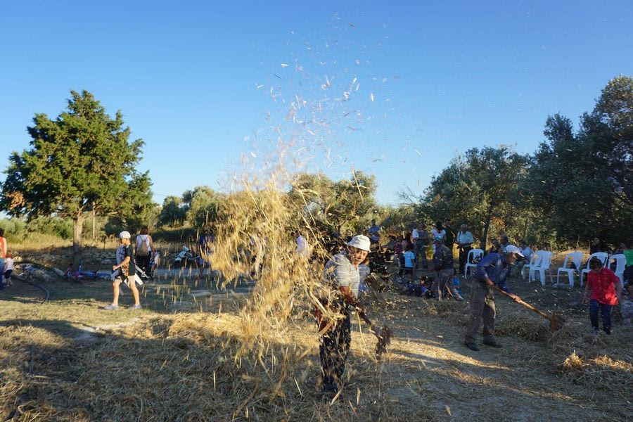 Παραδοσιακό αλώνισμα: Εικόνες από παρελθόν που χάθηκαν στην “ευκολία” του χρόνου