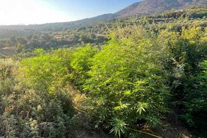 Ρέθυμνο: Εντοπίστηκαν 19 φυτείες δενδρυλλίων κάνναβης