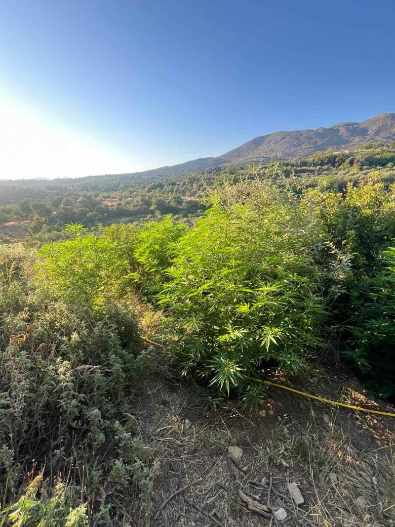 Ρέθυμνο: Εντοπίστηκαν 19 φυτείες δενδρυλλίων κάνναβης