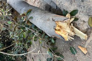 Μεγάλο κλαδί δέντρου έσπασε στο πάρκο Γεωργιάδη