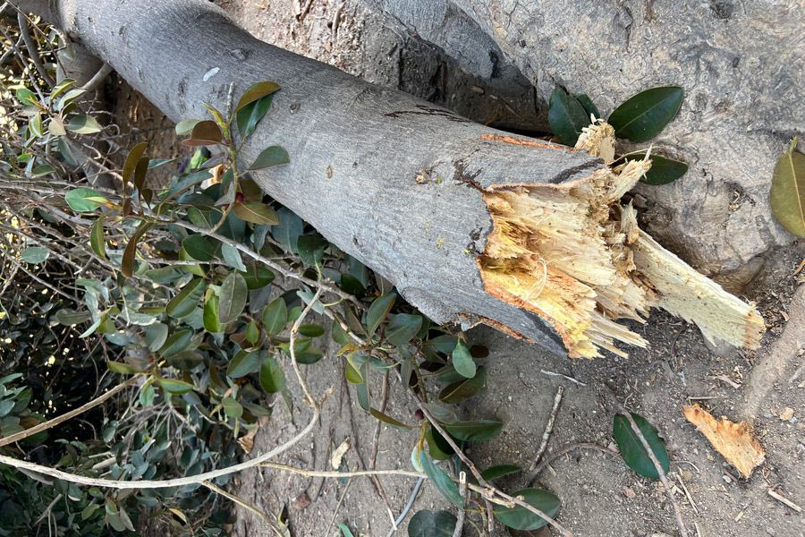 Μεγάλο κλαδί δέντρου έσπασε στο πάρκο Γεωργιάδη