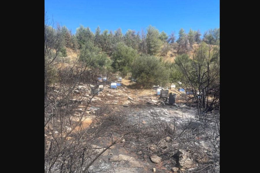 Ζωγράφου: Από χώρο κοντά σε κυψέλες μελισσών ξεκίνησε η φωτιά