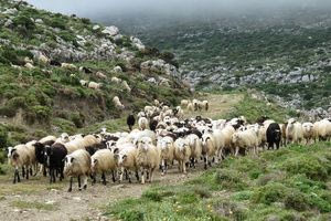 Ενημερωτική Ημερίδα στα Ανώγεια για την «ευλογιά του προβάτου»