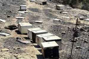 Χανιά: Στάχτη έγιναν τουλάχιστον 2.000 μελίσσια από την πυρκαγιά στο Σέλινο