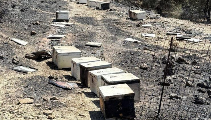 Χανιά: Στάχτη έγιναν τουλάχιστον 2.000 μελίσσια από την πυρκαγιά στο Σέλινο