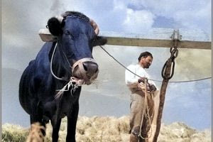 Αλώνισμα στην Κρήτη, 1927-30