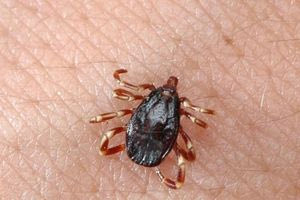 «Απρόσμενα» τα περιστατικά αιμορραγικού πυρετού Κριμαίας – Κονγκό στην Ελλάδα