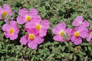 Αλάδανος, το “λιβάνι της Κρήτης”  που θεραπεύει και με την παράδοση και με την επιστήμη!