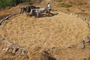 Ταξίδι στο χρόνο μέσα από το παραδοσιακό αλώνισμα στη Μονή Μαλεβιζίου