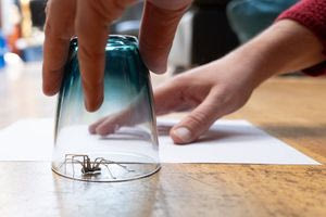 Γιατί κάποια σπίτια έχουν περισσότερες αράχνες από άλλα