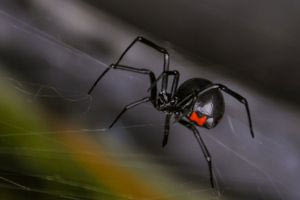 Στο νοσοκομείο Τρικάλων άνδρας που τσιμπήθηκε από αράχνη «μαύρη χήρα»