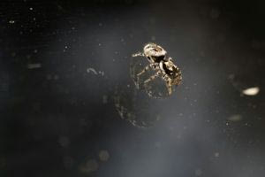 Γιατί δεν πρέπει να σκοτώνετε αράχνες, τιπουλίδες και σαμιαμίδια όταν τα βρείτε στο σπίτι σας