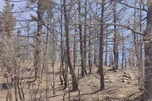 Γιατί η πυρκαγιά στο ελατοδάσος του Φενεού είναι μια μη αναστρέψιμη οικολογική τραγωδία