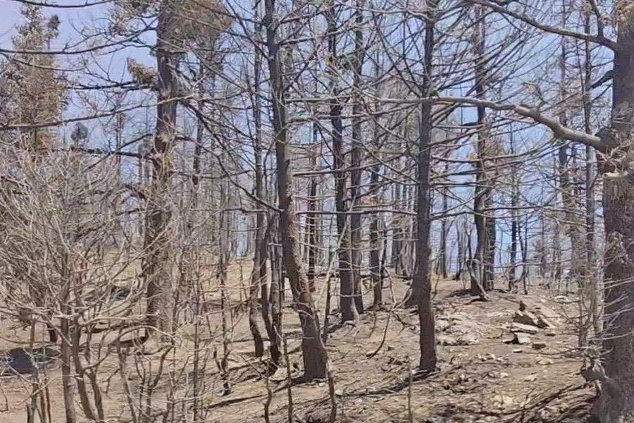 Γιατί η πυρκαγιά στο ελατοδάσος του Φενεού είναι μια μη αναστρέψιμη οικολογική τραγωδία