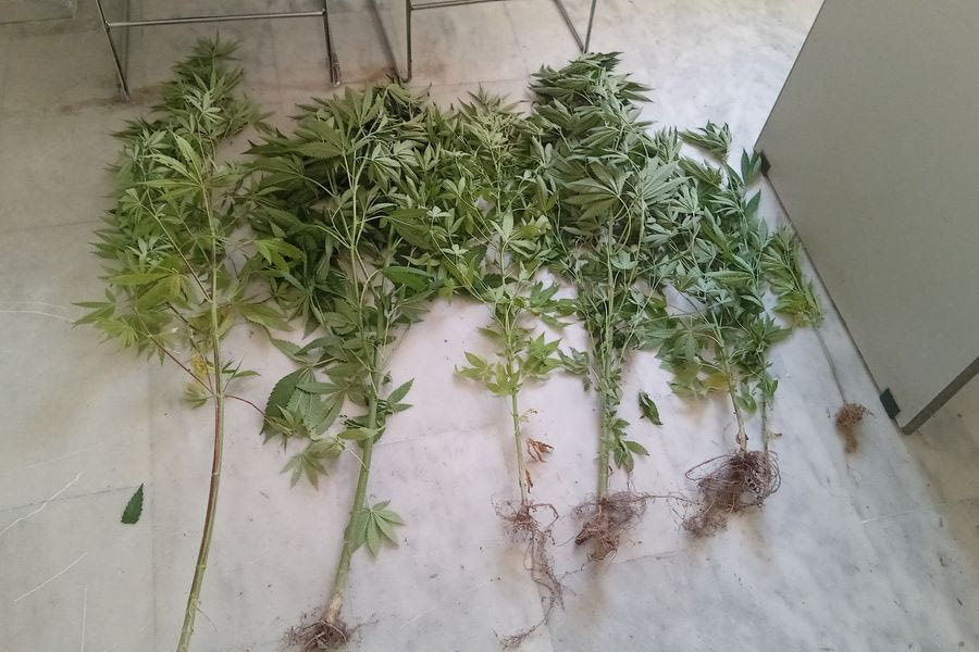Χανιά: Συνελήφθη 50χρονος για καλλιέργεια δενδρυλλίων κάνναβης