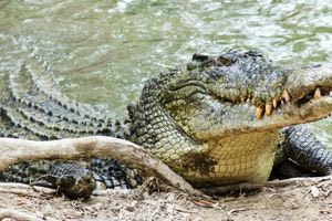 Βίντεο σοκ: Κροκόδειλος κατασπαράζει άνδρα στην Ινδονησία