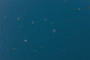 Τεράστια αγέλη από δελφίνια κάνουν «χορογραφία» στον Θεολόγο – Δείτε βίντεο