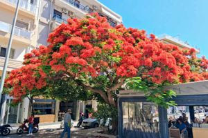 Ηράκλειο: Πανέμορφα και σπάνια καλλωπιστικά από τη Μαγαδασκάρη στην πλατεία Αγίας Αικατερίνης