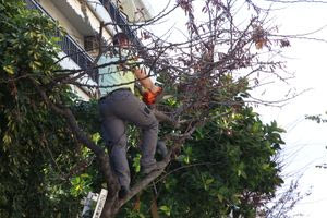 Ανομβρία: Συστάσεις προς τους δήμους για τα αστικά δέντρα από το Παρατηρητήριο Αστικού Πρασίνου Κρήτης