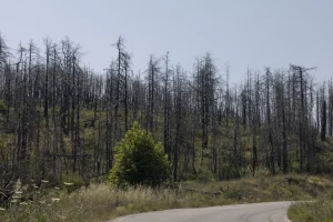 Φωτιά στην Εύβοια: Συνελήφθη 52χρονος για εμπρησμό από αμέλεια