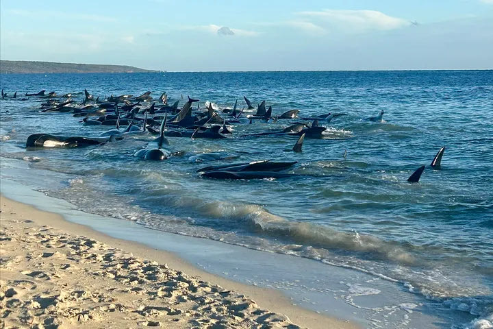 Σεισμός στη Ρωσία: Φάλαινες ξεβράστηκαν σε ακτές της Ιαπωνίας μετά το τσουνάμι