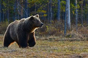 Καστοριά: Νεκρή αρκούδα από πυροβολισμό – Νέο περιστατικό μέσα σε λίγες ημέρες