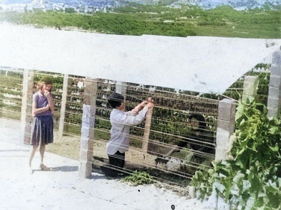 Άπλωμα σταφυλιών