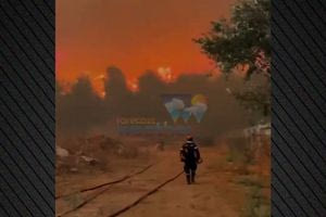 Η τεράστια προσπάθεια για να μην καεί το δημοτικό κυνοκομείο Χαλκίδας – Σκύλοι έτρεχαν να σωθούν από τη φωτιά, δείτε βίντεο