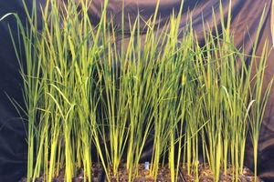 «Μικροσκοπικό» ρύζι η πρώτη τροφή που θα καλλιεργείται στη Σελήνη και στον Αρη