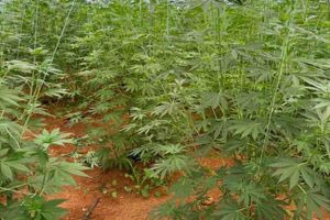 Βίντεο από την επιχείρηση στα Χανιά: Εκριζώθηκαν 640 δενδρύλλια κάνναβης, συνελήφθη 46χρονος