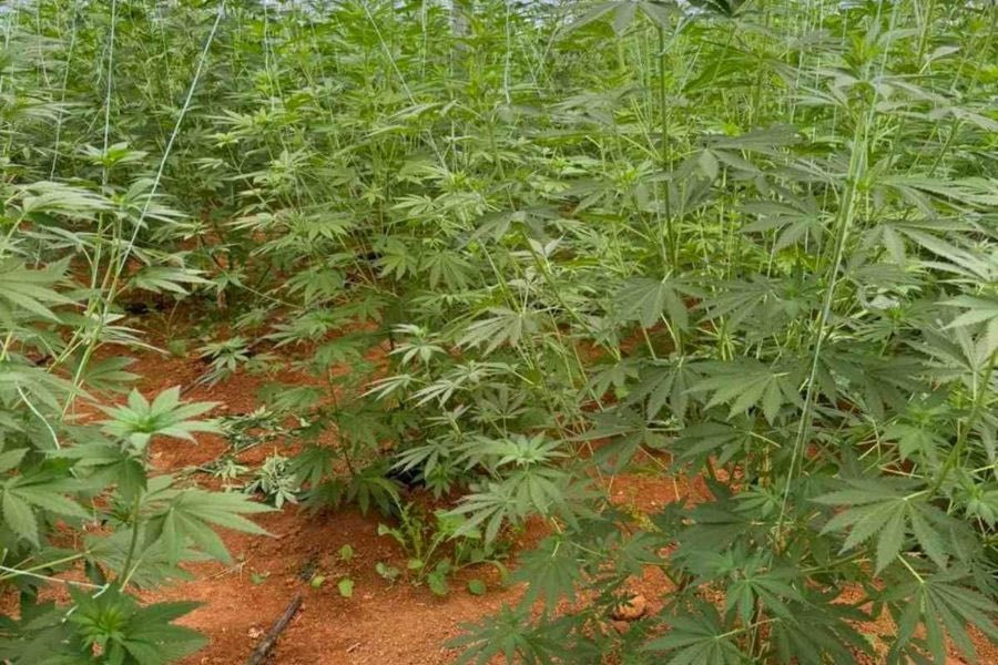 Βίντεο από την επιχείρηση στα Χανιά: Εκριζώθηκαν 640 δενδρύλλια κάνναβης, συνελήφθη 46χρονος