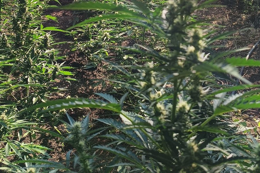 Ρέθυμνο: Στον εισαγγελέα πατέρας και γιος για τη χασισοφυτεία – Δείτε Φωτογραφίες