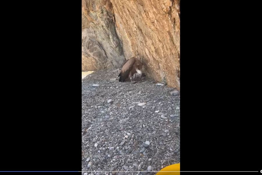 Λουόμενοι εντόπισαν γυπαετό σε παραλία του Ηρακλείου