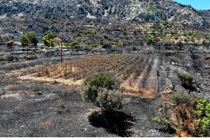 «Στάχτη» πάνω από 50.200 μαστιχόδεντρα από τη φωτιά στη Χίο – Πώς επηρεάζεται η παραγωγή ούζου