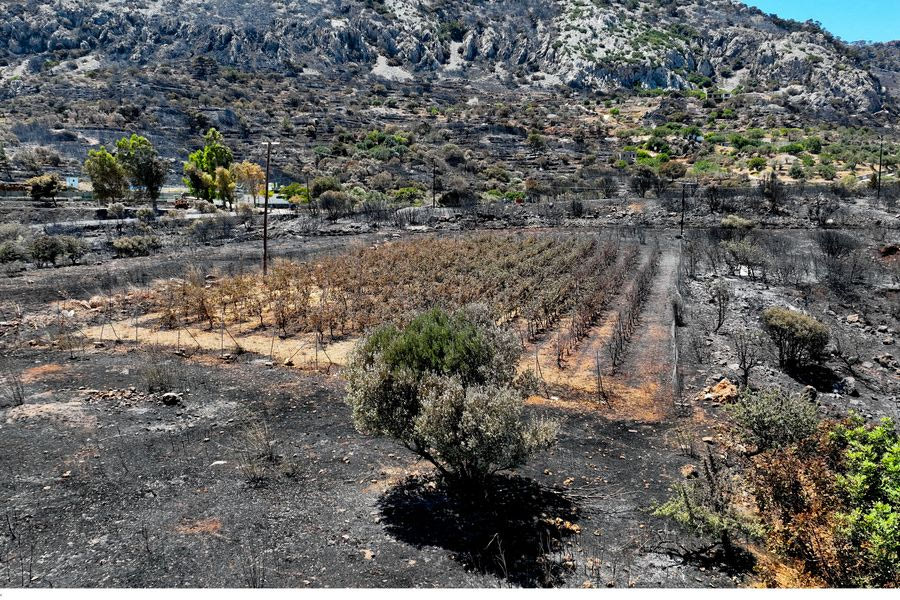 «Στάχτη» πάνω από 50.200 μαστιχόδεντρα από τη φωτιά στη Χίο – Πώς επηρεάζεται η παραγωγή ούζου