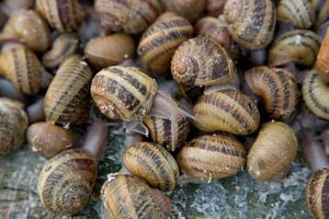 SOS για τους χοχλιούς – Η έκκληση του δήμου Αποκόρωνα